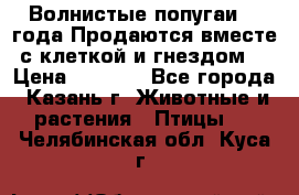 Волнистые попугаи, 2 года.Продаются вместе с клеткой и гнездом. › Цена ­ 2 800 - Все города, Казань г. Животные и растения » Птицы   . Челябинская обл.,Куса г.